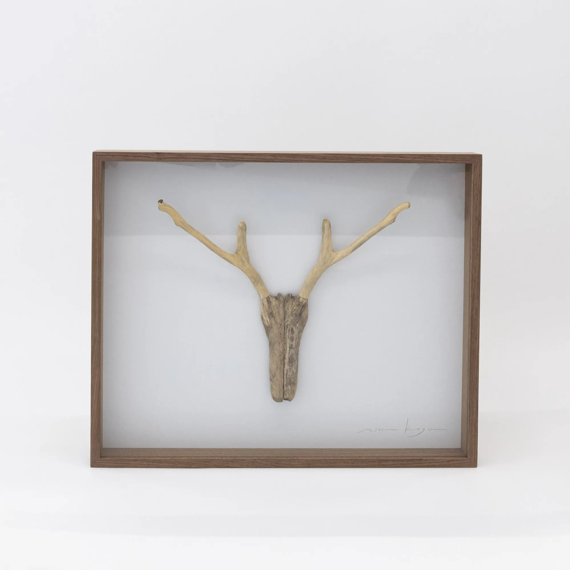 TORTOISE-Koga Art*Driftwood Hunting Trophy #1 (2024) By Mitsuru Koga