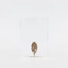 TORTOISE-Koga Art*Fallen Leaves (2024) By Mitsuru Koga