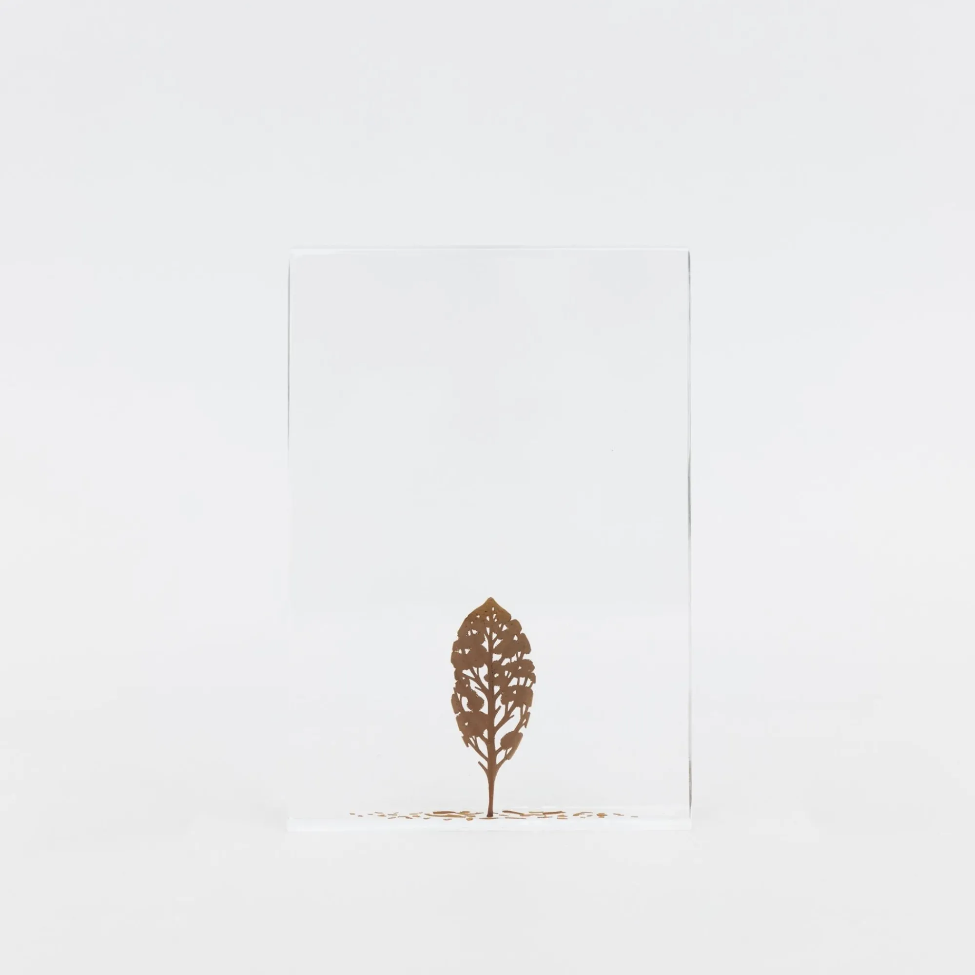 TORTOISE-Koga Art*Fallen Leaves (2024) By Mitsuru Koga