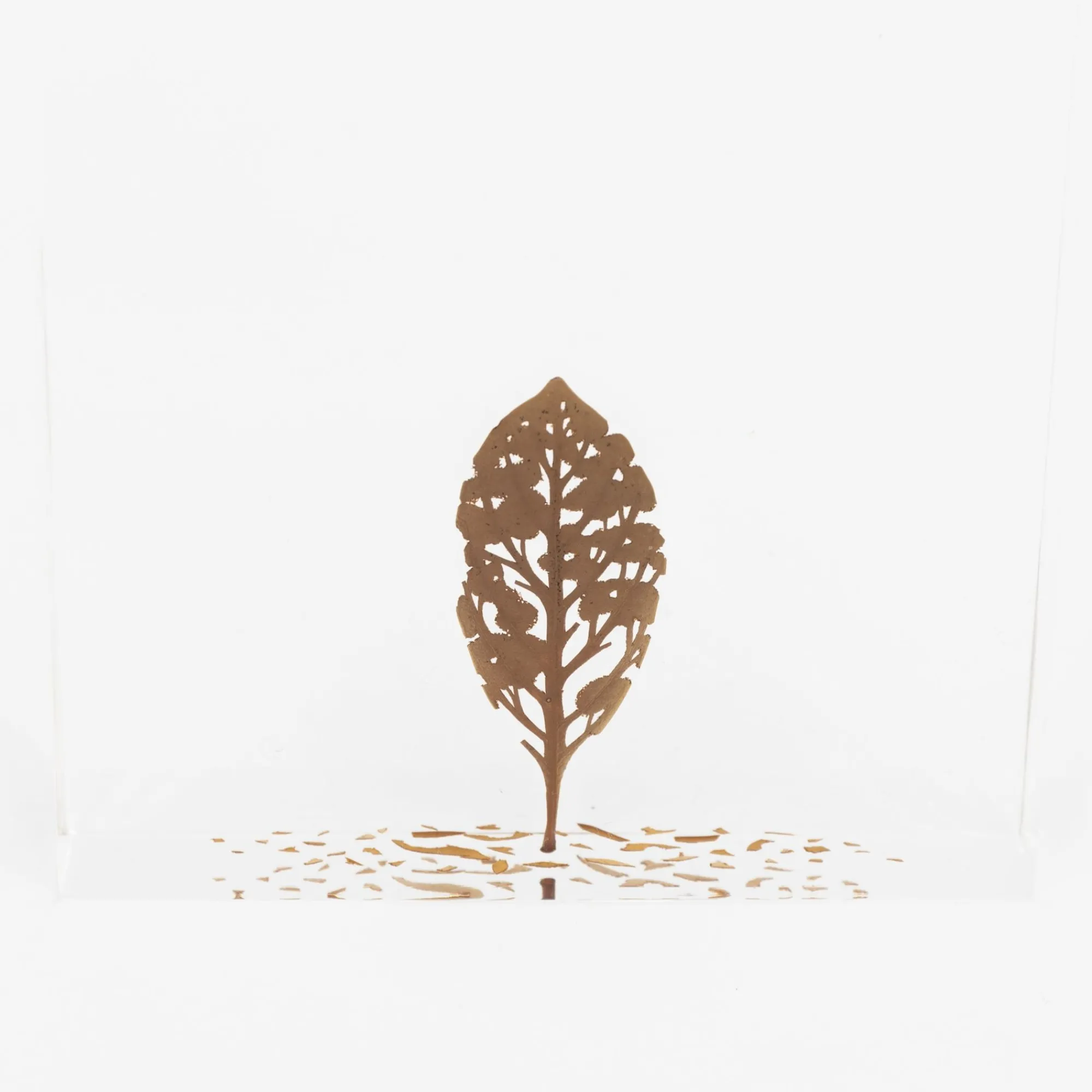 TORTOISE-Koga Art*Fallen Leaves (2024) By Mitsuru Koga