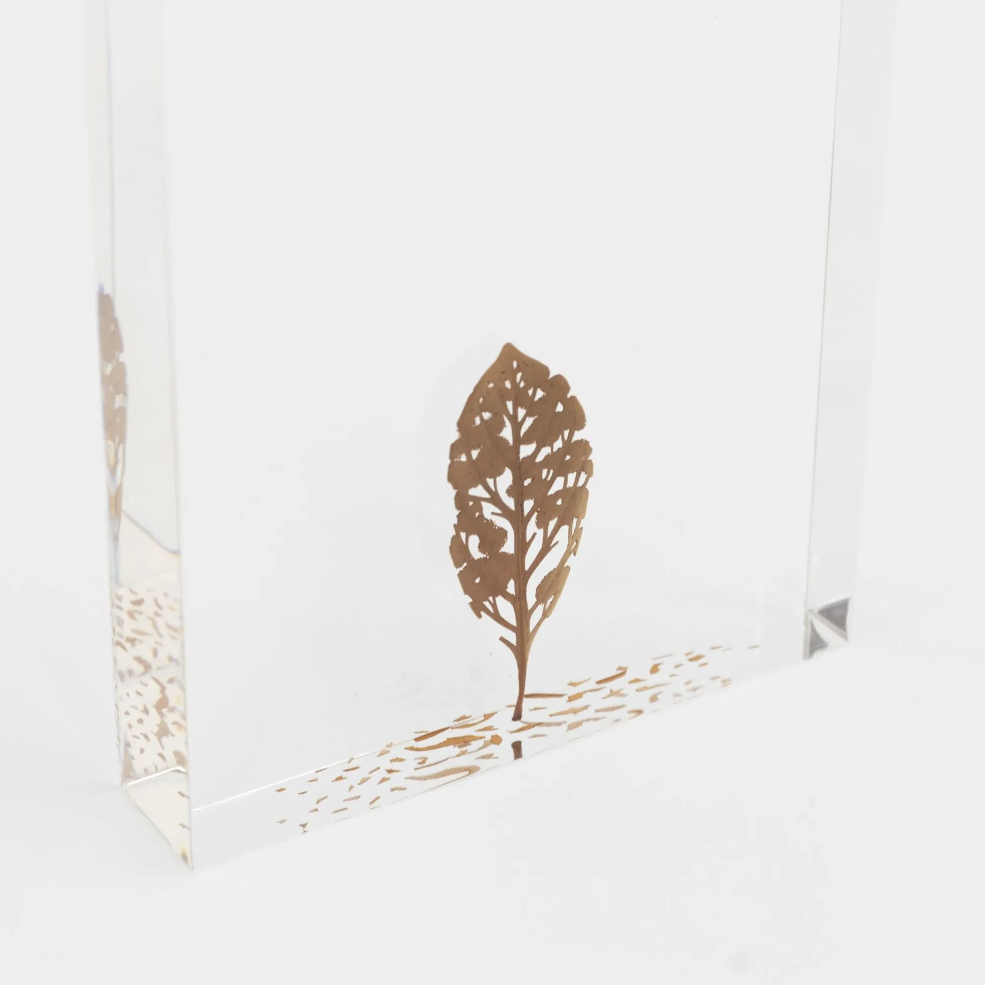 TORTOISE-Koga Art*Fallen Leaves (2024) By Mitsuru Koga